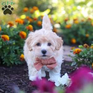 Benji, Havapoo Puppy